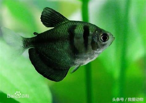 寵物魚種類|十大最好養又漂亮的寵物魚，第一名是農村孩子的寵物。